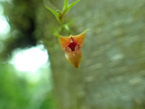 Toothed Lip Scaphosepalum (Scaphosepalum odontochilum)