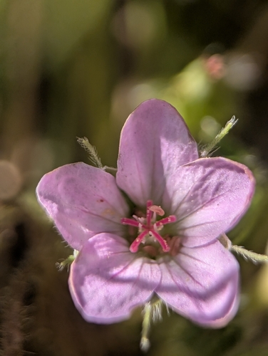 rosetted crane's-bill (Geranium antrorsum)