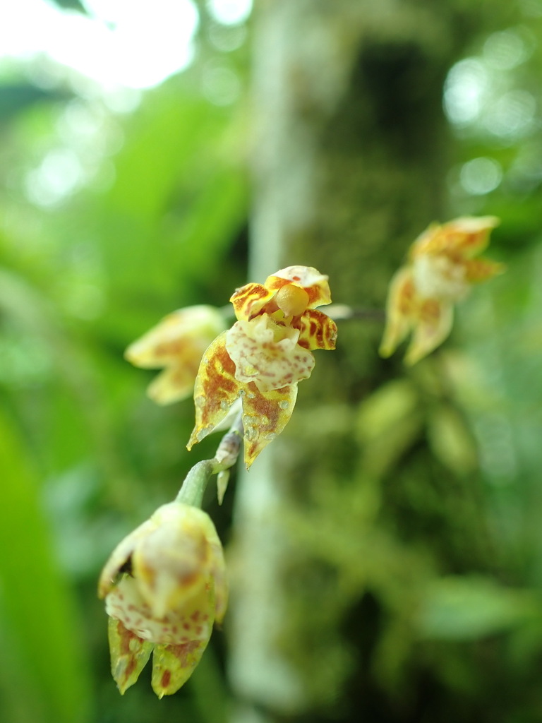 Brassia incantans