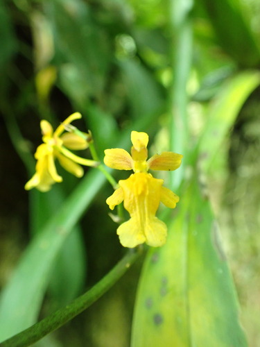 Golden Dancing Lady Orchid (Oncidium chrysomorphum)