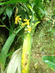 Oncidium chrysomorphum, photograph (c) Josh Noseworthy, some rights reserved (CC BY)