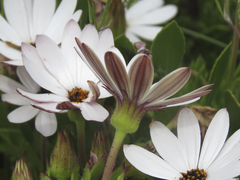 Dimorphotheca walliana