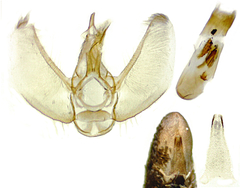 Eupithecia strattonata