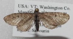 Eupithecia strattonata