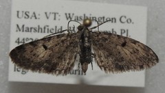 Eupithecia misturata