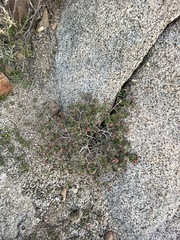 Euphorbia tomentulosa