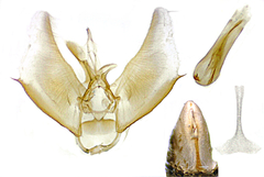 Eupithecia misturata