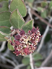 Euphorbia tomentulosa