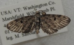 Eupithecia misturata