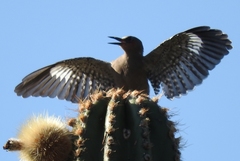 Melanerpes hypopolius