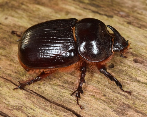 Eastern Rhinoceros Beetle photo 5
