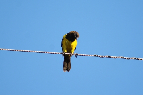 Yellow-rumped Marshbird (Pseudoleistes guirahuro), photo 2