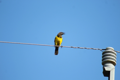 Yellow-rumped Marshbird (Pseudoleistes guirahuro), photo 3