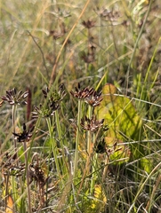 Chaerophyllum eriopodum, photograph (c) Corin, some rights reserved (CC BY)
