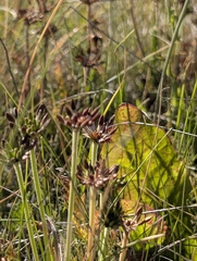 Chaerophyllum eriopodum, photograph (c) Corin, some rights reserved (CC BY)