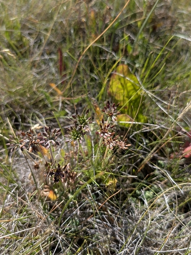 Chaerophyllum eriopodum, photograph 6