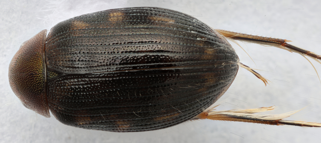 Berosus rugulosus