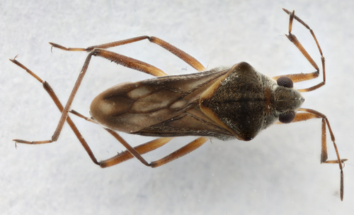 Microvelia paludicola