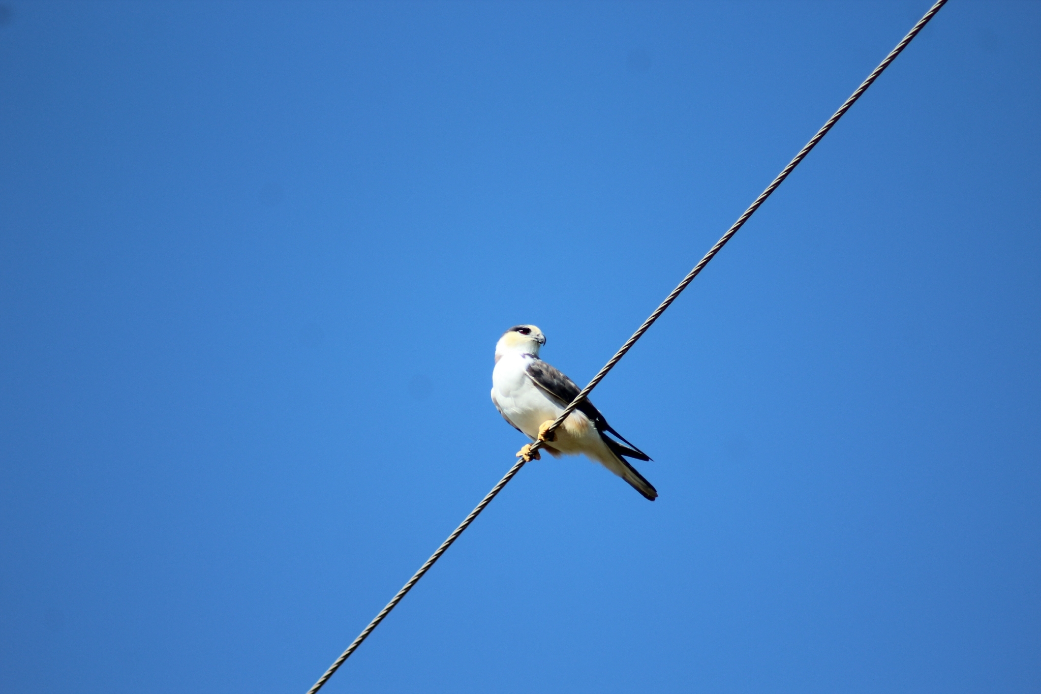 Pearl Kite (Gampsonyx swainsonii), photo 1