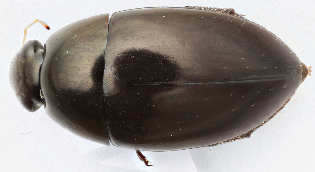 Tropisternus apicipalpis