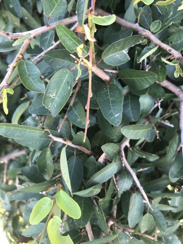 Sebastiania commersoniana