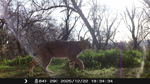 iNaturalist observation 2025-12-22