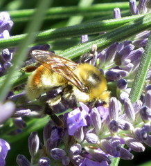 Bombus rufocinctus