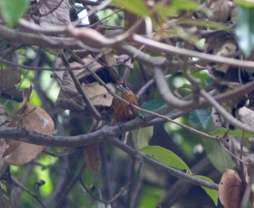 Picumnus limae