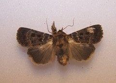 Proteuxoa sanguinipuncta