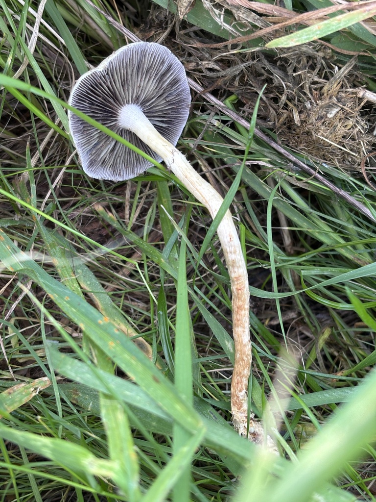 Leratiomyces percevalii · January 2026 · photo: © reago (iNaturalist, cc-by)