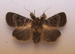 Proteuxoa sanguinipuncta