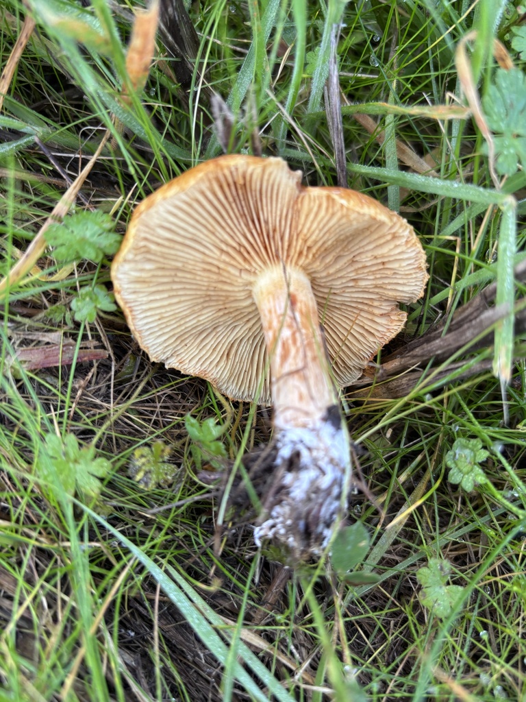 Gymnopilus aurantiophyllus · January 2026 · photo: © reago (iNaturalist, cc-by)