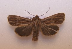 Ichneutica steropastis