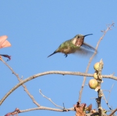 Calothorax