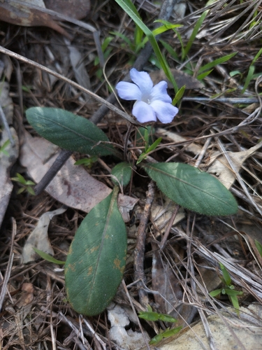 Brunoniella acaulis, 2026-02-01