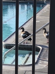 Alopochen aegyptiaca