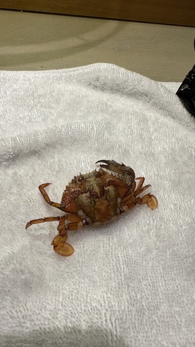 Portunus pubescens observed 2026-01-31