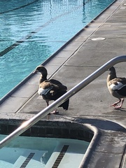 Alopochen aegyptiaca