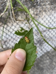 Disonycha quinquelineata