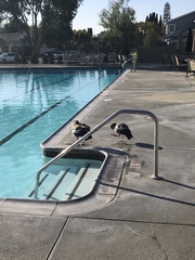 Alopochen aegyptiaca