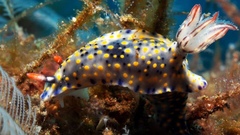 Hypselodoris confetti