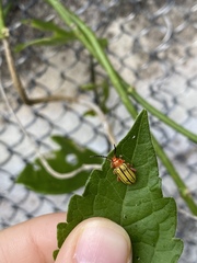 Disonycha quinquelineata