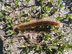 Malacosoma castrense