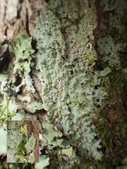 Physcia tribacioides