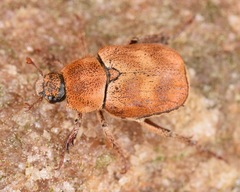 Hoplia trifasciata