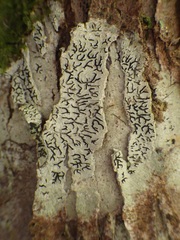 Phaeographis dendritica