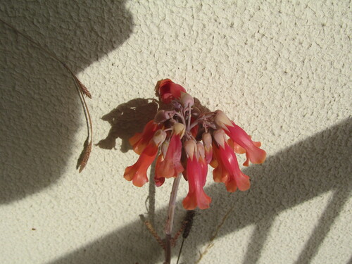 Kalanchoe delagoensis