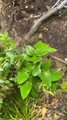 author not stated, no rights reserved Nothofagus nitida, photograph author not stated, no rights reserved
