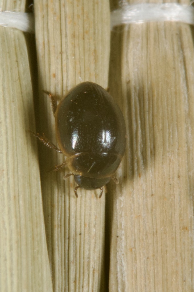 Chaetarthriinae from Diguillín Province, Ñuble, Chile on January 6 ...