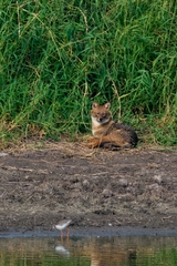 Canis aureus syriacus